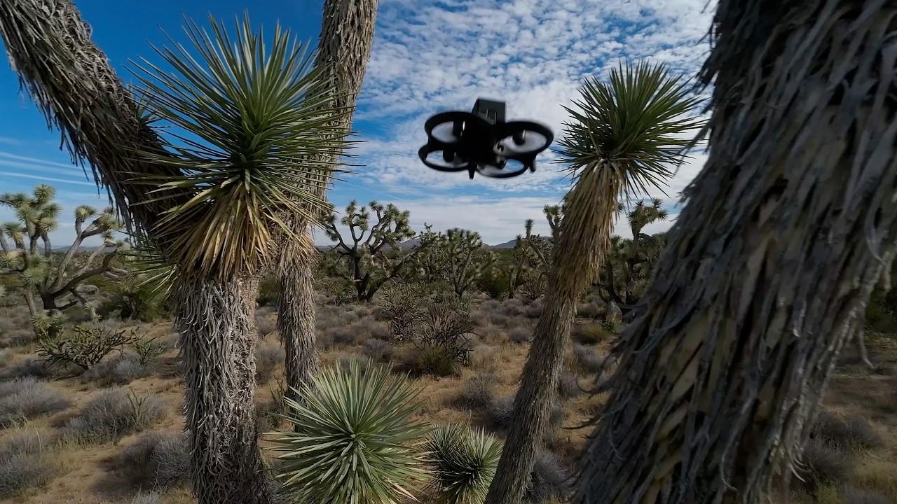 Joshua Tree Update 2026
