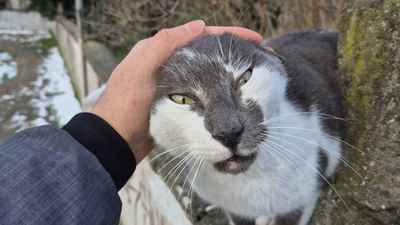 Cute, hungry cats that won’t stop following me are asking me for food.