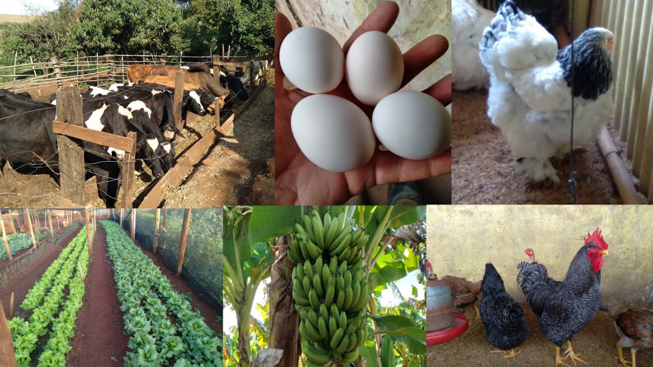SÍTIO SUSTENTÁVEL E LUCRATIVO, 7 ERROS QUE PODEM TE FALIR
