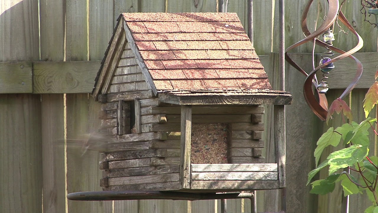 BirdsFeeder