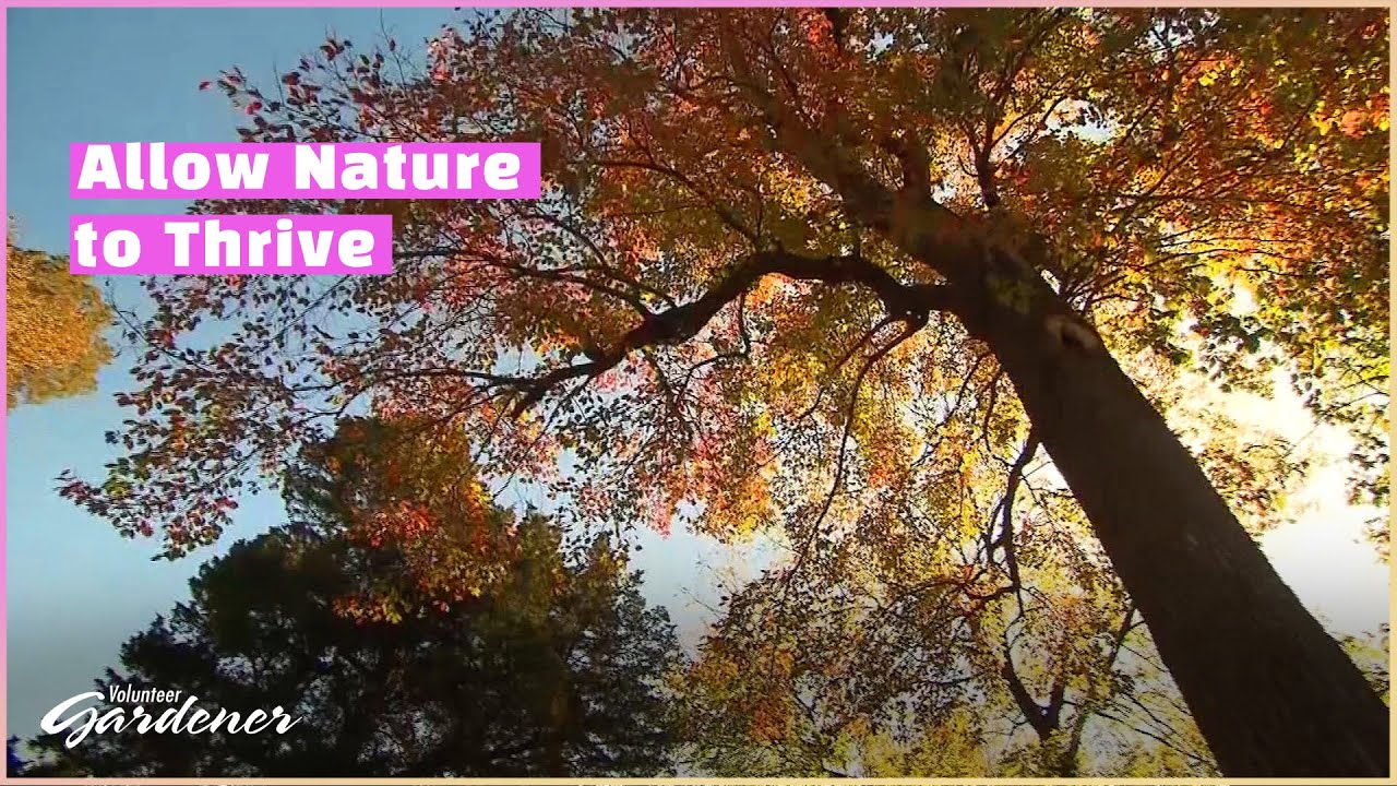 Leave the Leaves | Volunteer Gardener