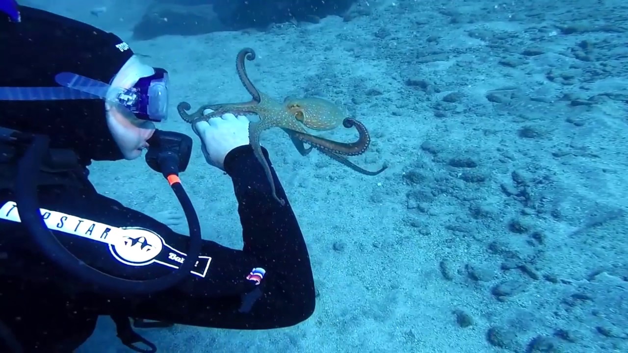 Momento m&aacute;gico entre un cari&ntilde;oso pulpo y una submarinista en Tenerife
