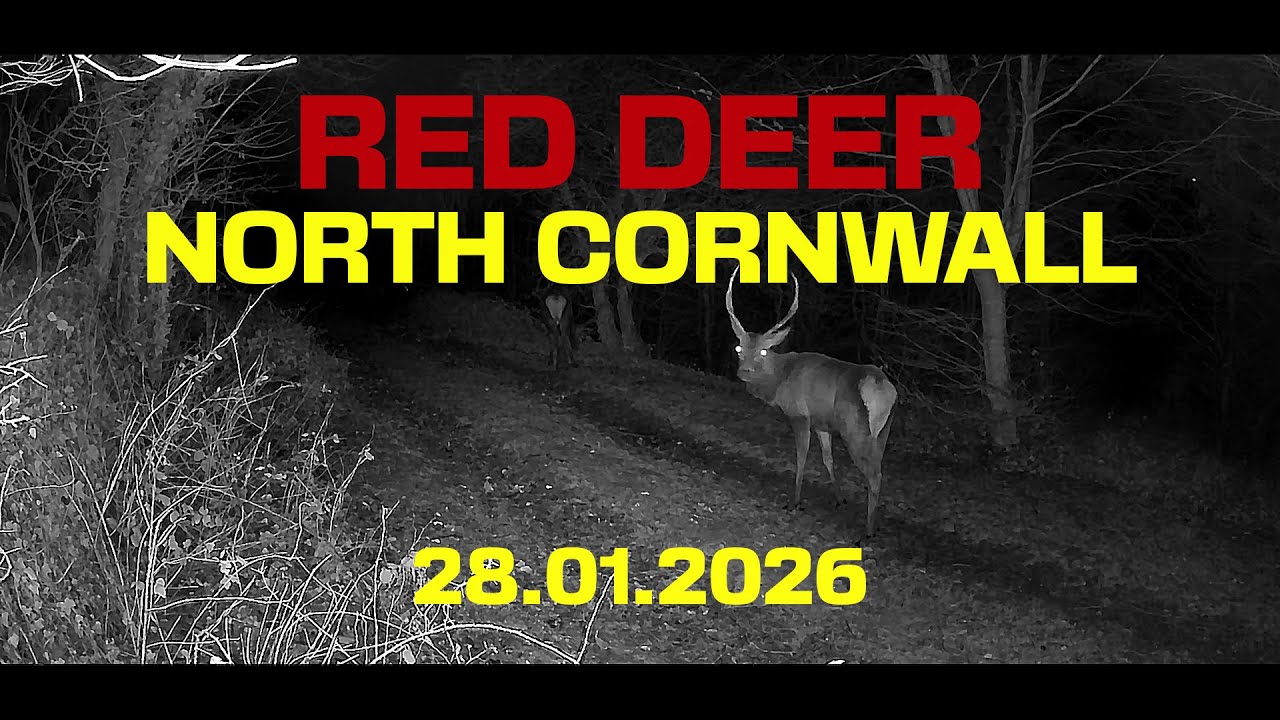 RED DEER NORTH CORNWALL