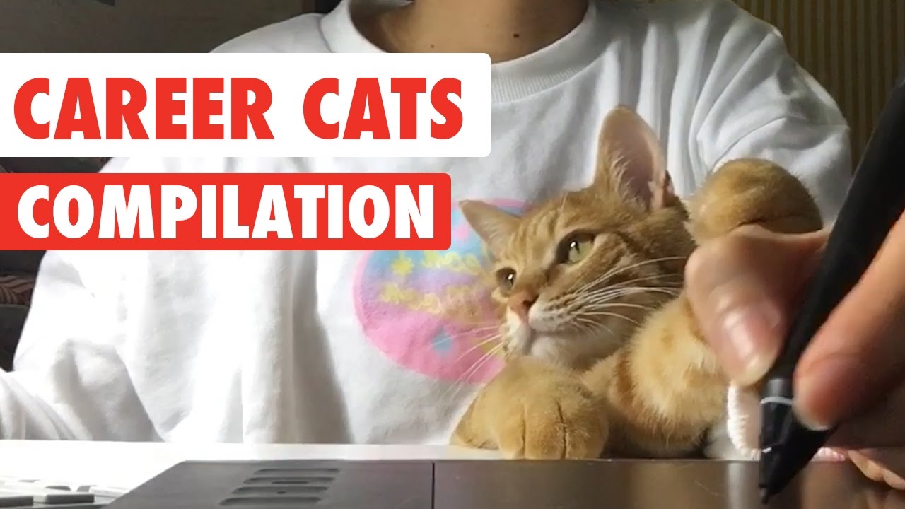 Career Cats Video Compilation 2017