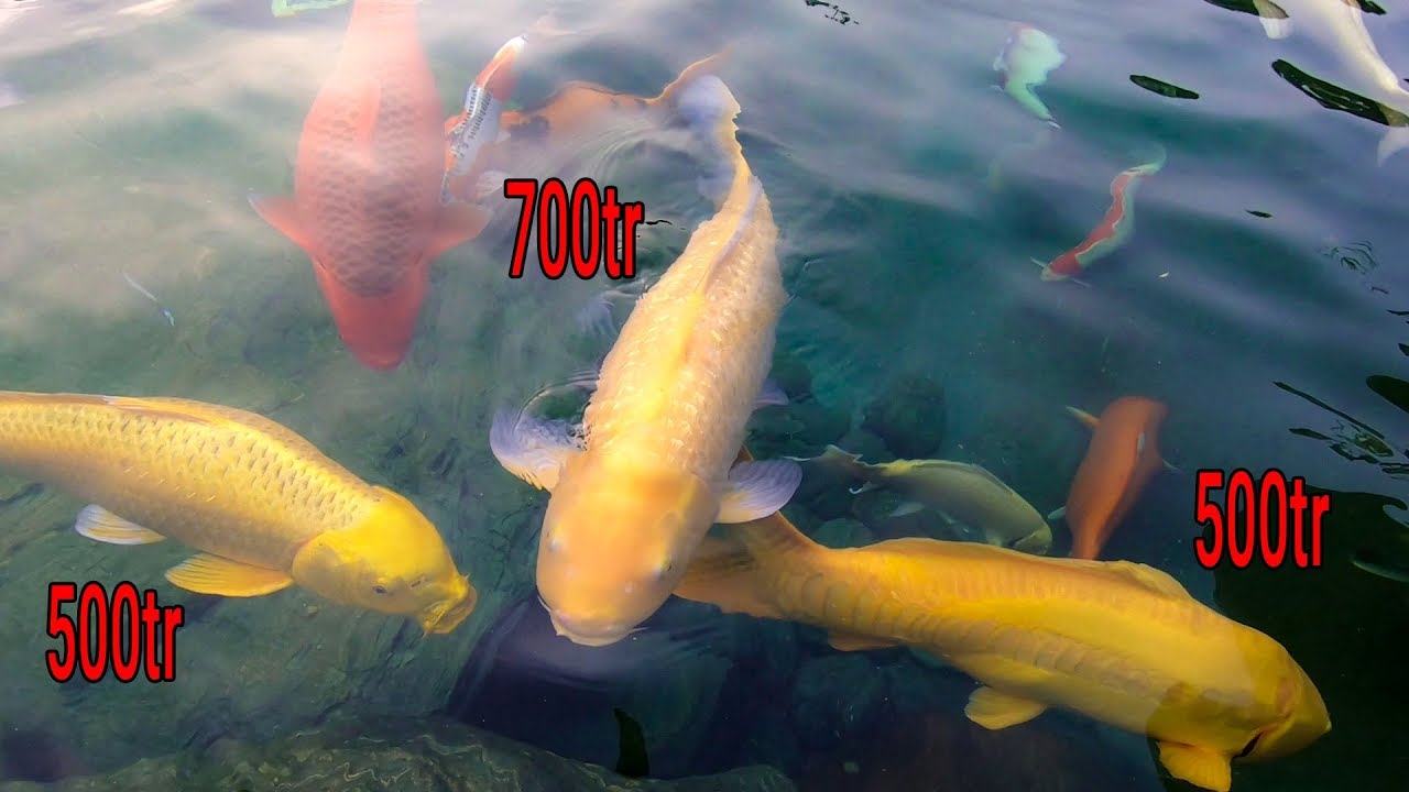 Hồ Cá Koi 22 tỷ và 3 con cá Koi Vàng 1tỷ7 ở công viên Cá Koi Nhật Bản Rin Rin Park