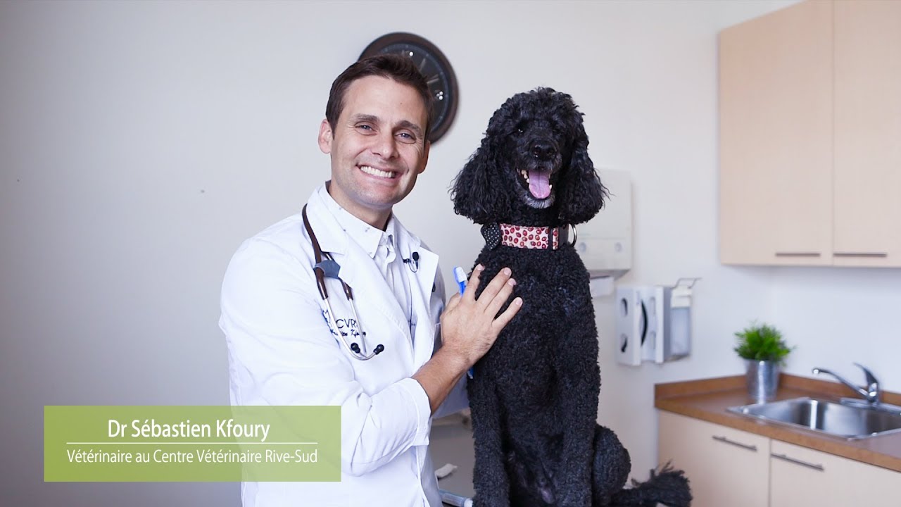 Meilleure technique pour brosser les dents de votre animal