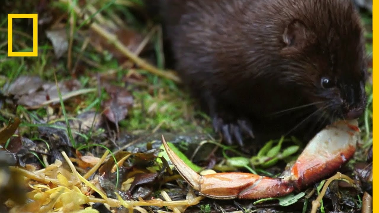Le vison d'Am&eacute;rique &agrave; la chasse aux crabes