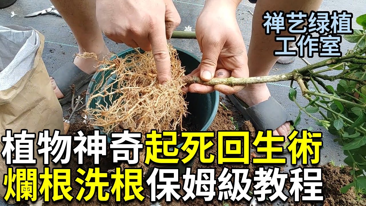保姆级洗根换盆教程，烂根后用这招起死回生，成活率超9成【禅艺绿植工作室】