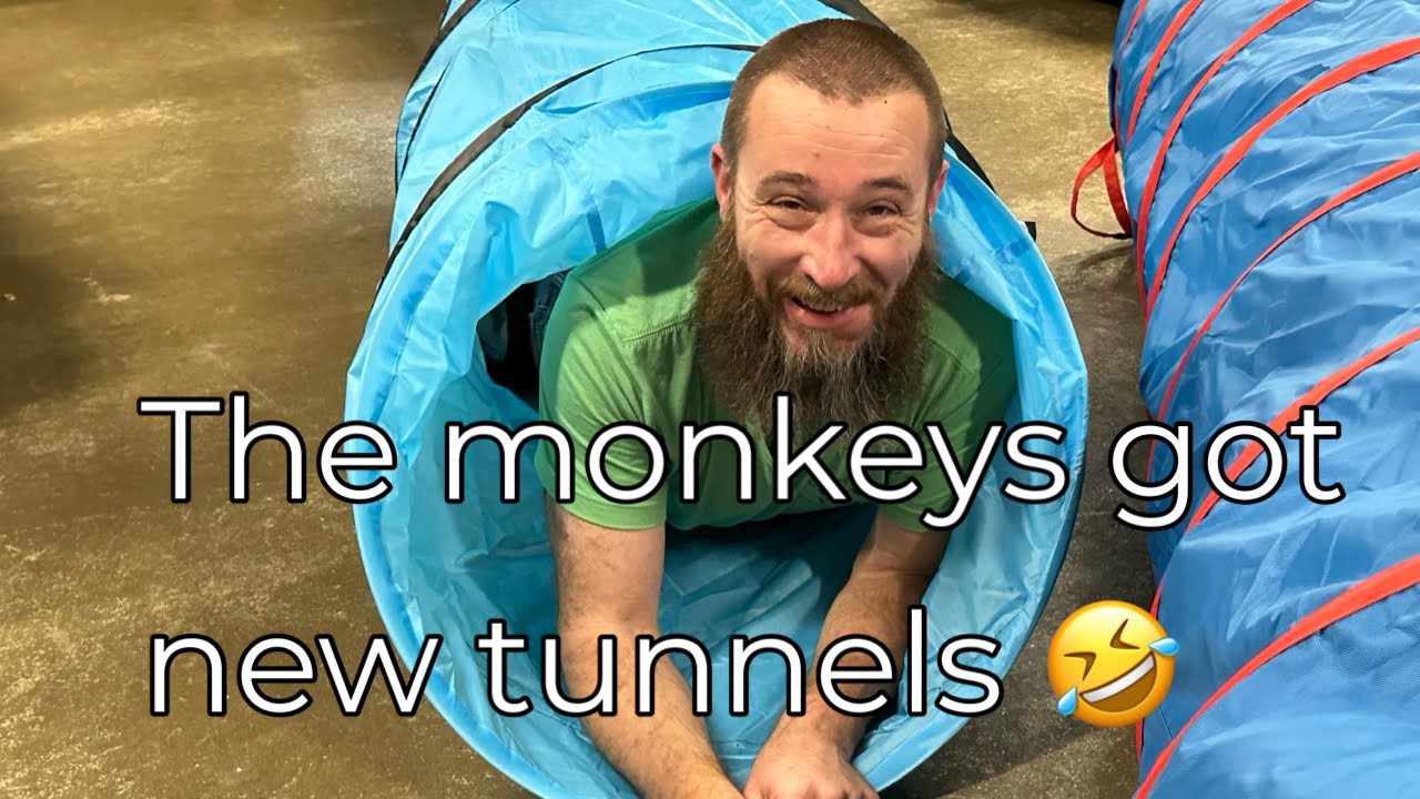 I don’t mean this monkey 🤣 #spidermonkey #capuchin #family #fun