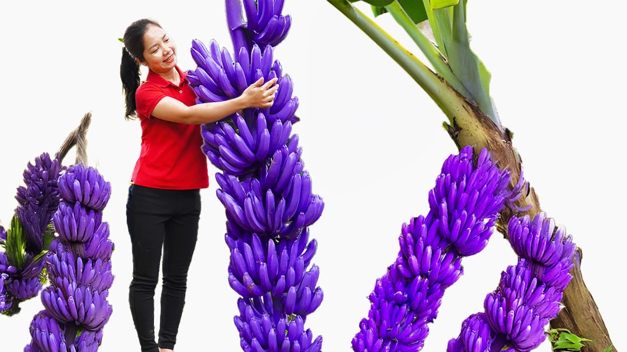 Full Video Harvest Banana: How Harvest PURPLE BANANA in the Wild, Indigenous People in Village