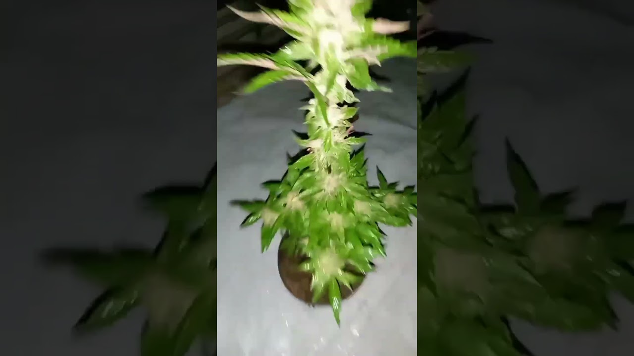 🔥2023 Jamaican outdoor marijuana
