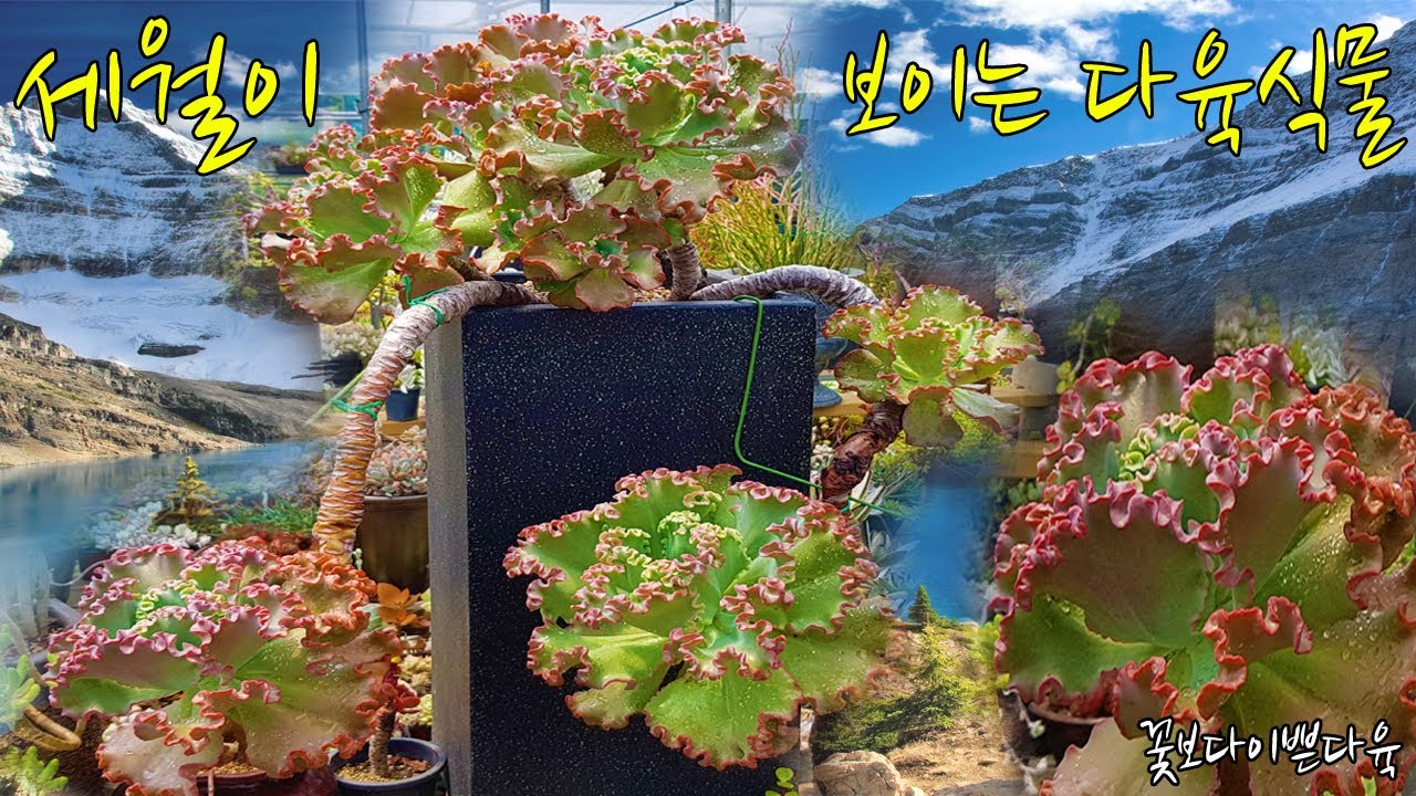세월이 보여지는 늠름한 목대의 다육식물 '캉캉'(Echeveria party dress)