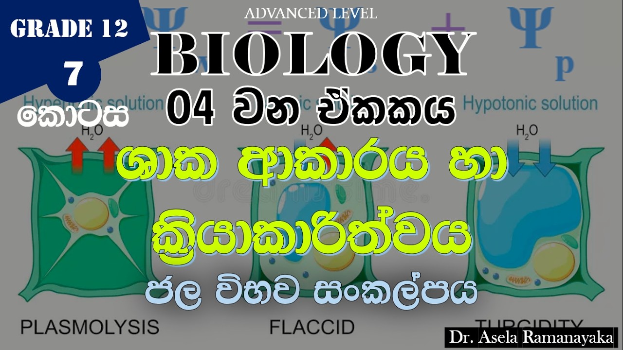 04 ඒකකය - ජල විභව සංකල්පය | 07 කොටස