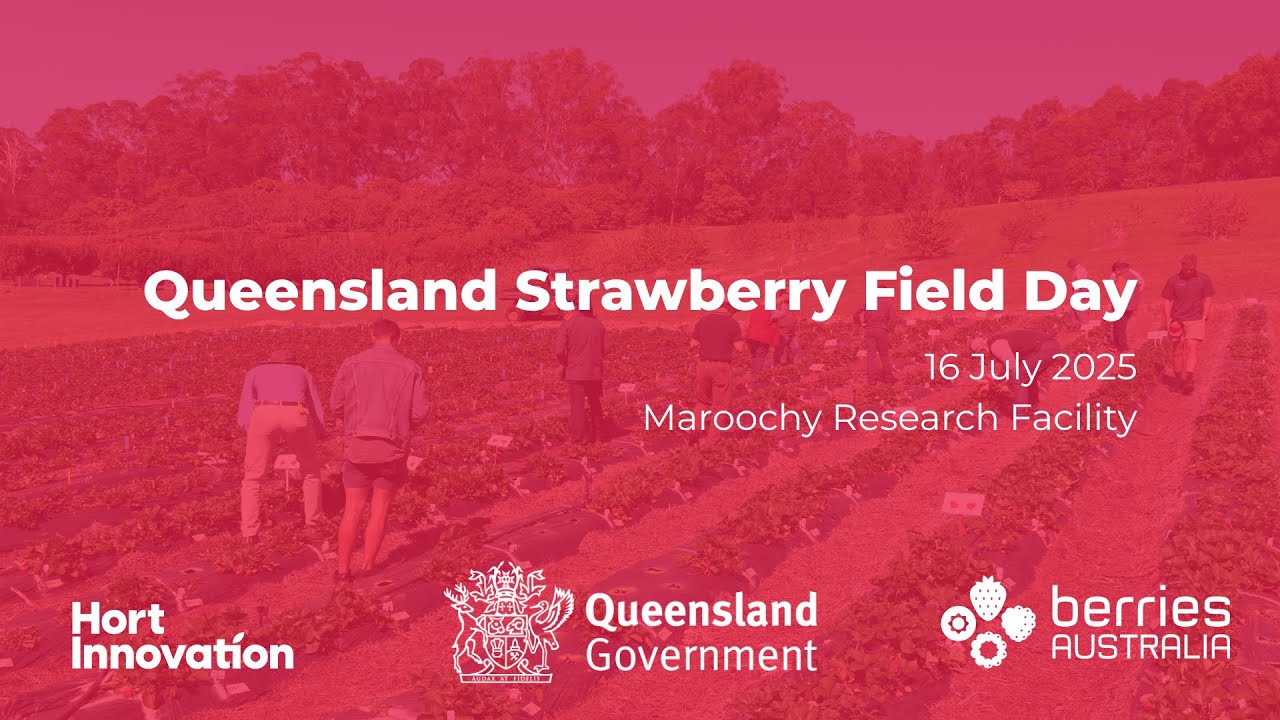 Queensland Strawberry Field Day 2025