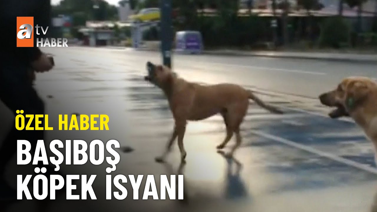 ÖZEL HABER – Başkent’te sokak köpeği tartışması - atv Ana Haber 22 Eylül 2023