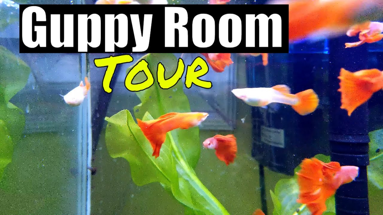 New Guppy Room Tour | THOUSANDS of Guppies!