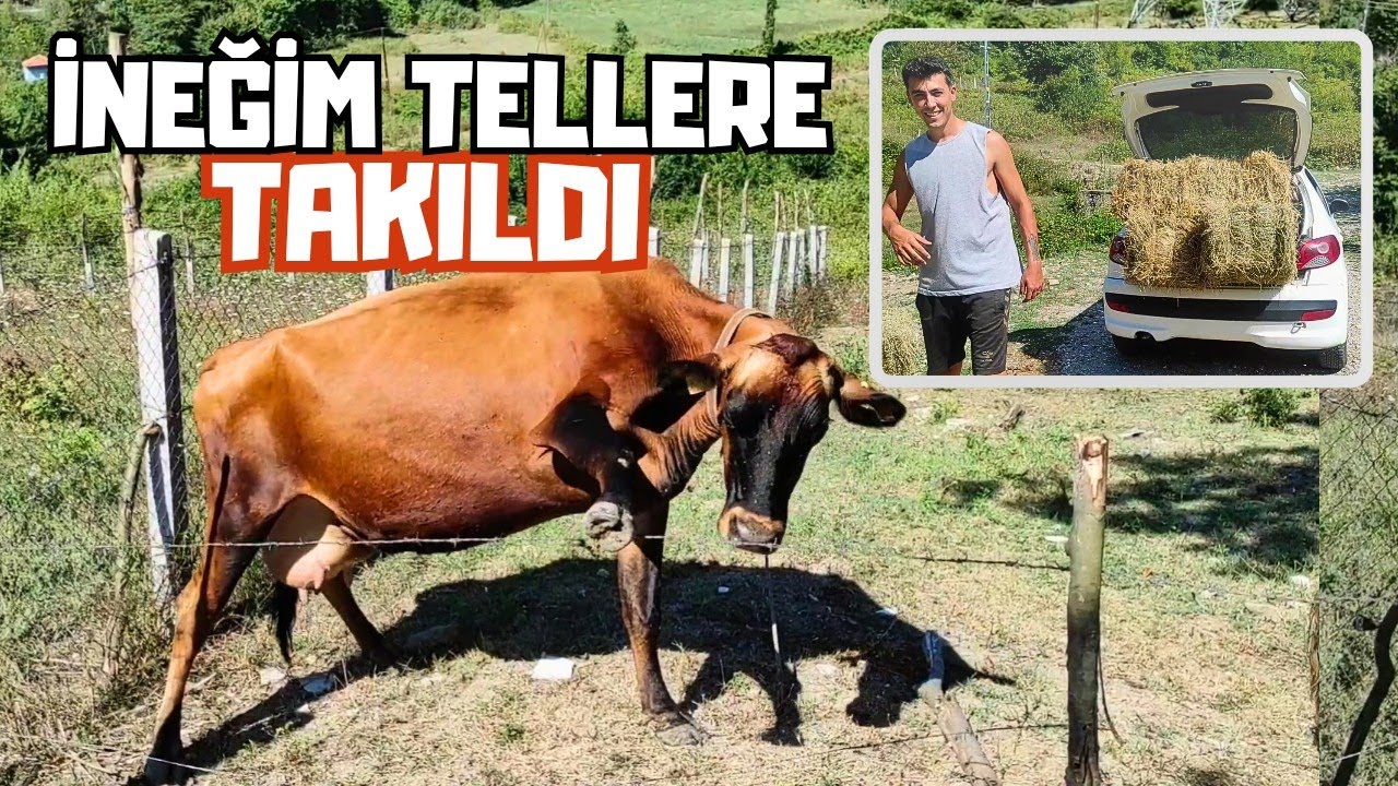 Ot Kalmadı Borçlandık | Elektrikli Tel Çekiyoruz