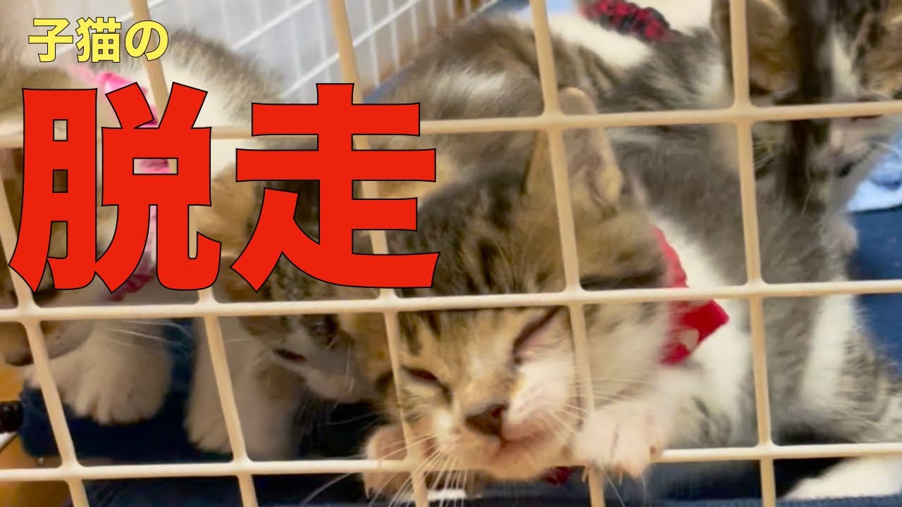 【脱走する子猫】子猫には敵いませんでした。