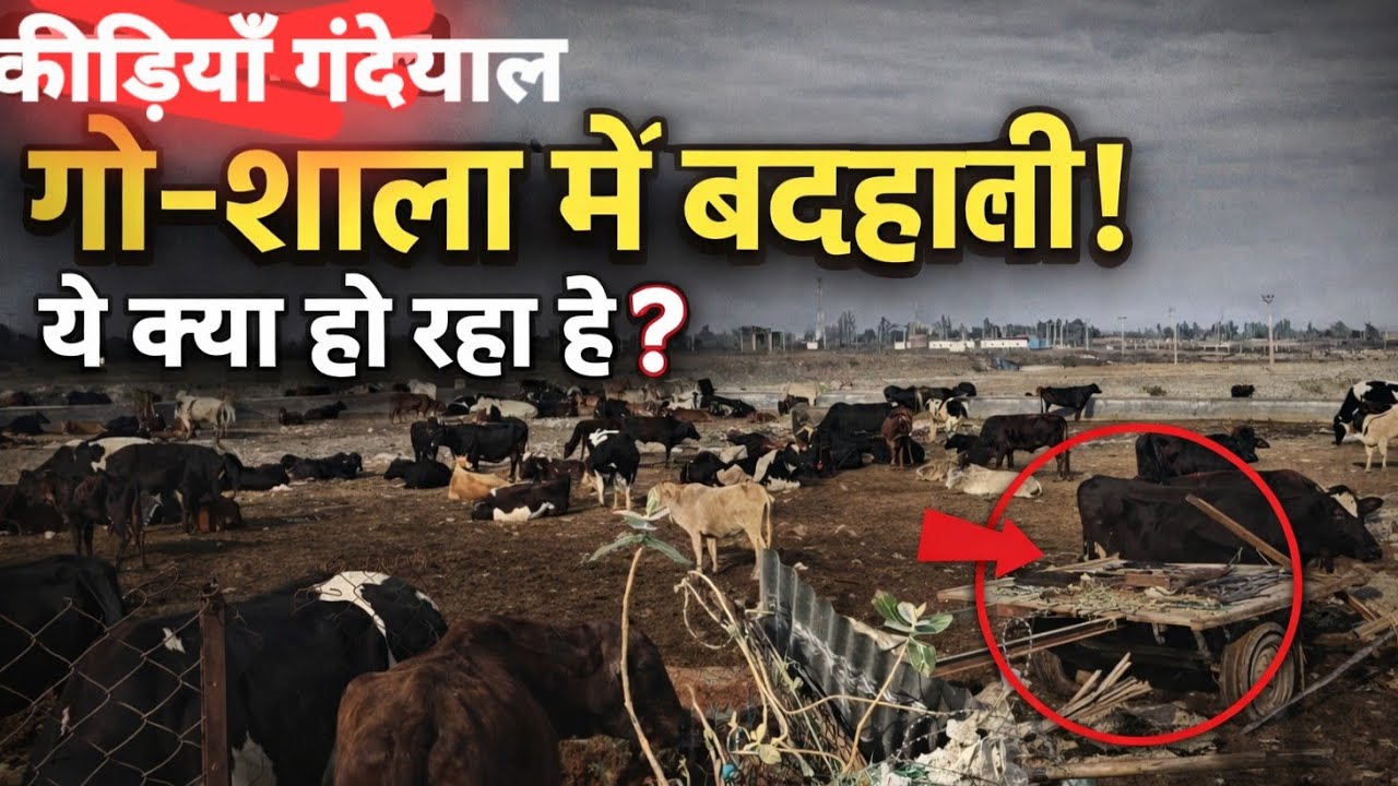 आखिर कीड़ियां गंडेयाल गौशाला में  ऐसा ...See more