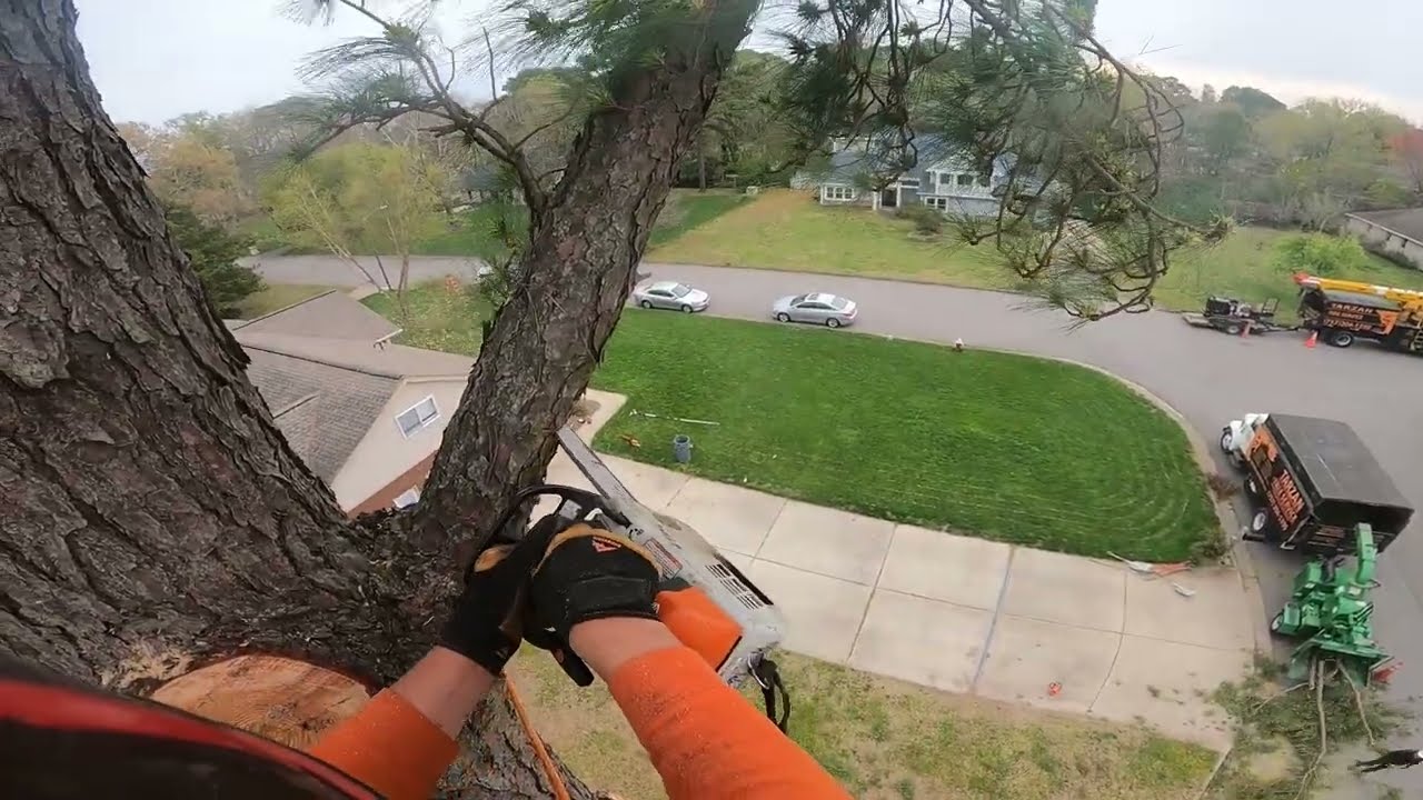 (RAW) A simple tree to start off the week right