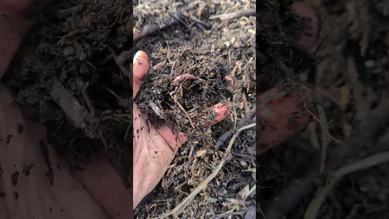 Quando pacciamare con il compost?