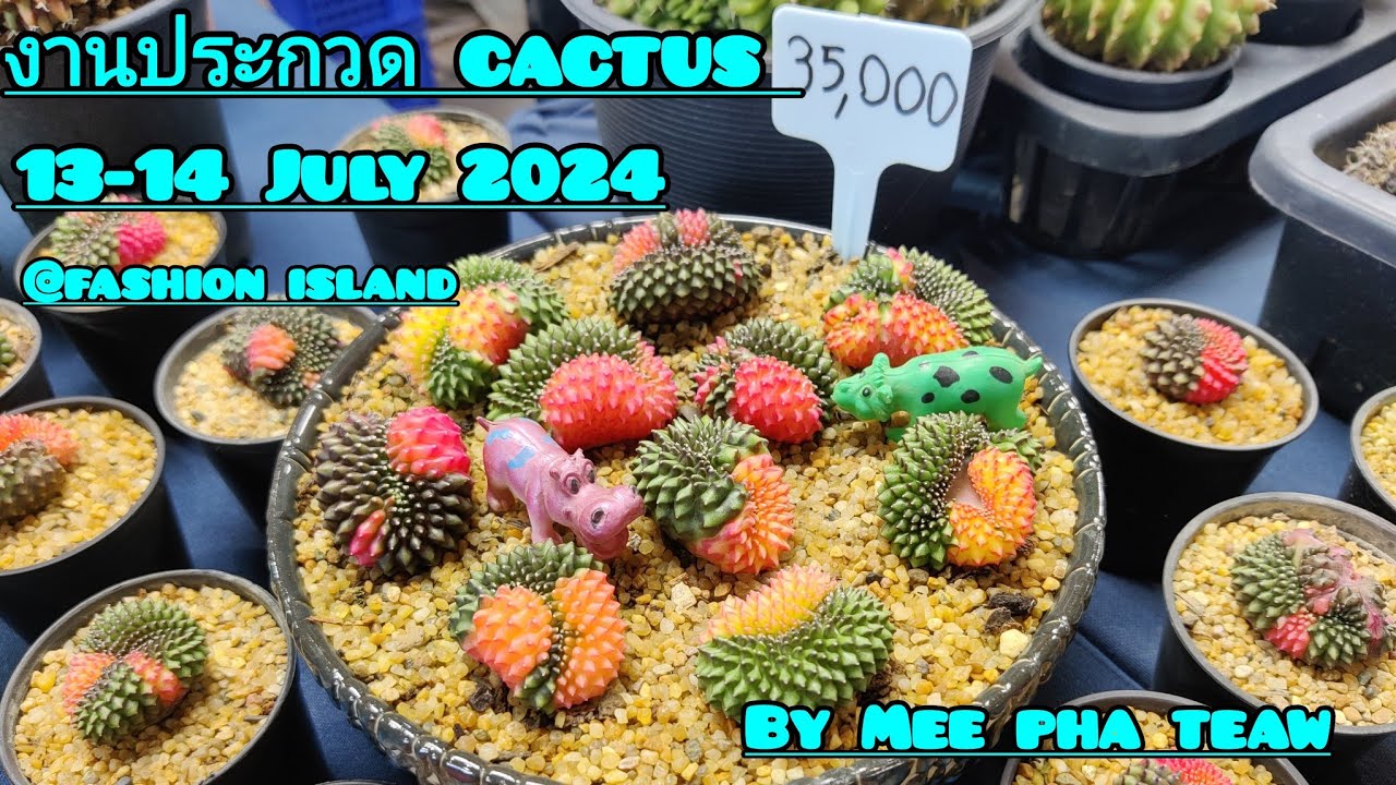 แคคตัส สวย ๆ พาเดิน  งานประกวด cactus 13-14 July 2024@fashion island f.2#cactus#mee pha teaw