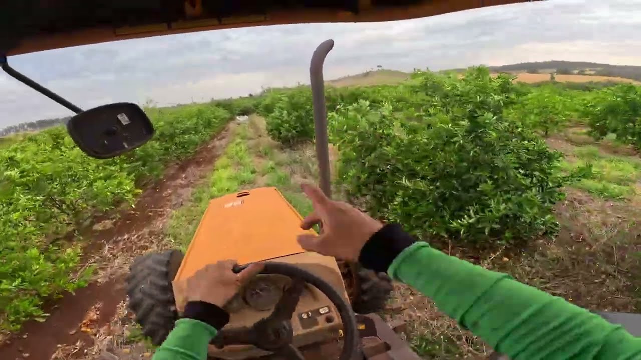 colhendo laranja e misturando adubo do plantio