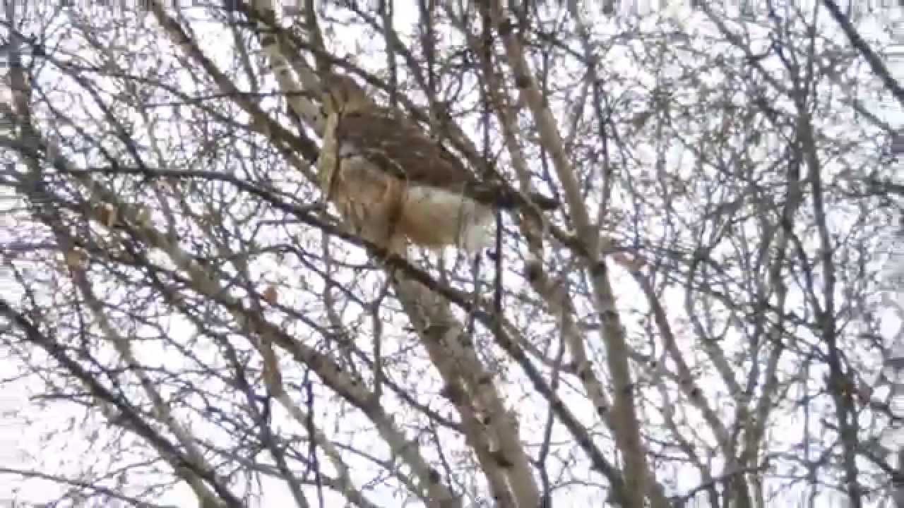 Two Hawks Eating A Crow, HD