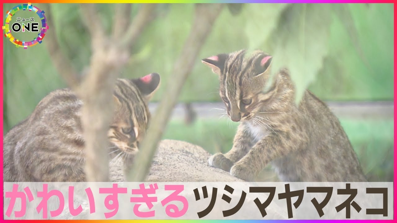 可愛すぎる5匹をたっぷりと…ツシマヤマネコが限定公開中の東山動植物園 来園者もメロメロになる【特別版】