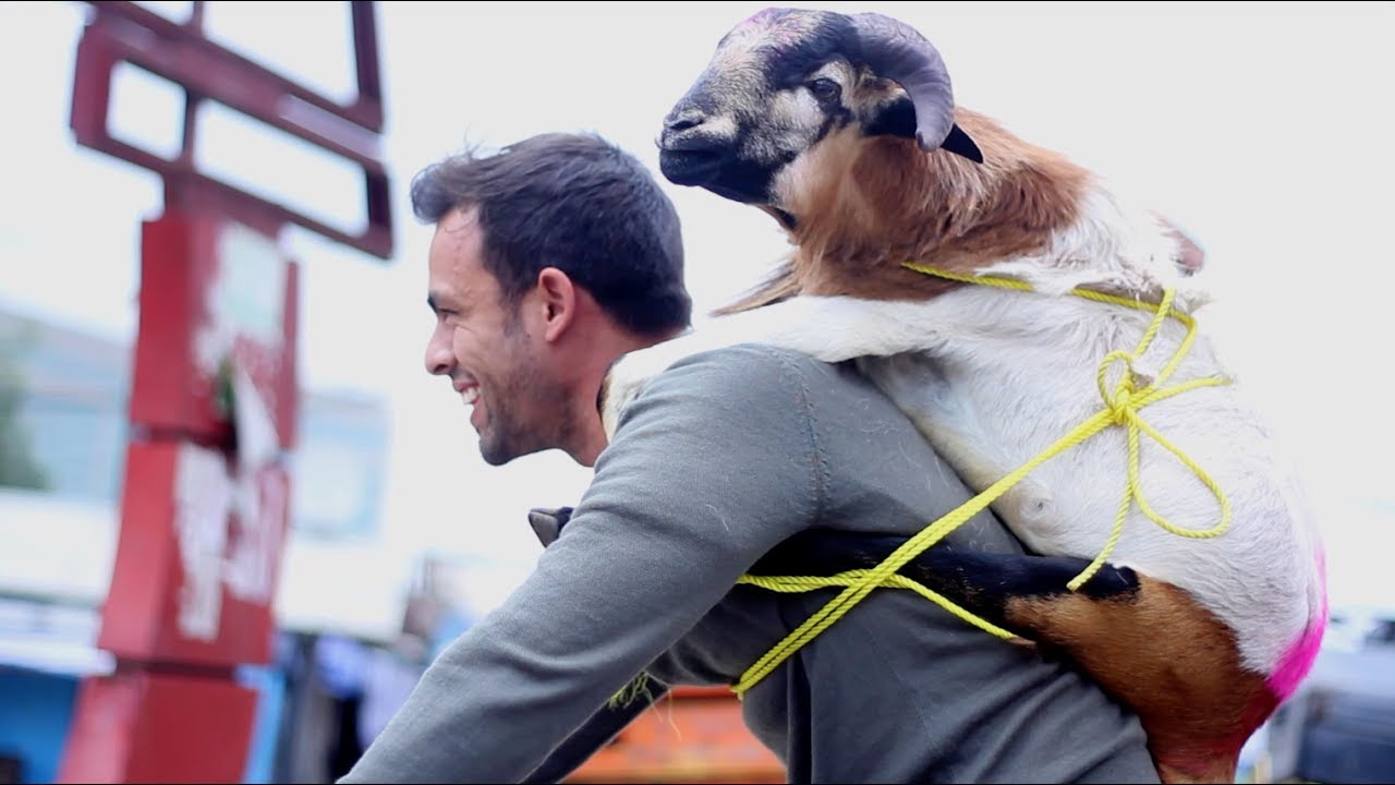 GOAT RIDING CALEB RIDING A BIKE