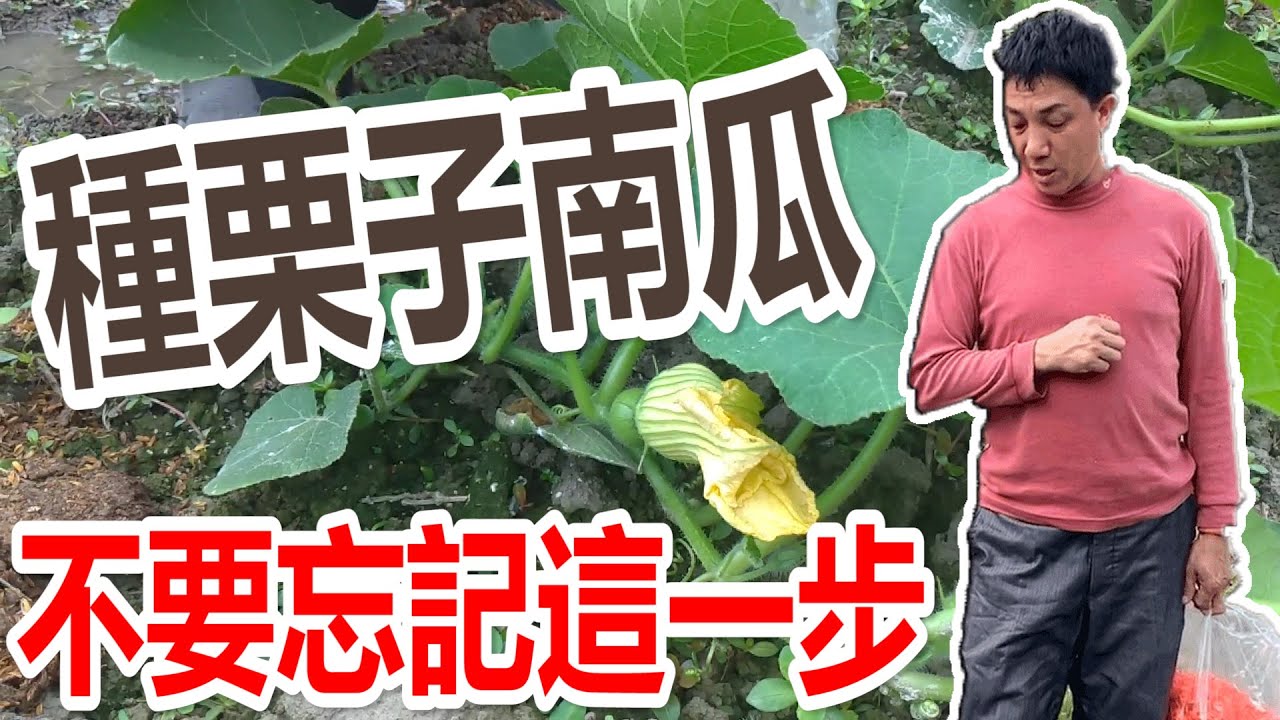 種栗子南瓜常常忘記這個動作 | 疏果