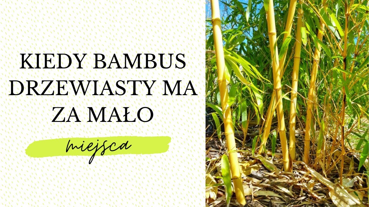 Kiedy bambus drzewiasty ma za mało miejsca