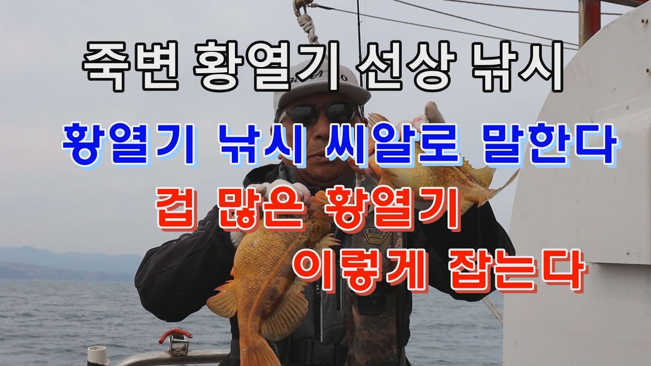 2604- 1 황열기 낚시 씨알로 말한다 -  #김태풍낚시#떼루컴퍼니#죽변항#황열기낚시#청라피싱#평강호