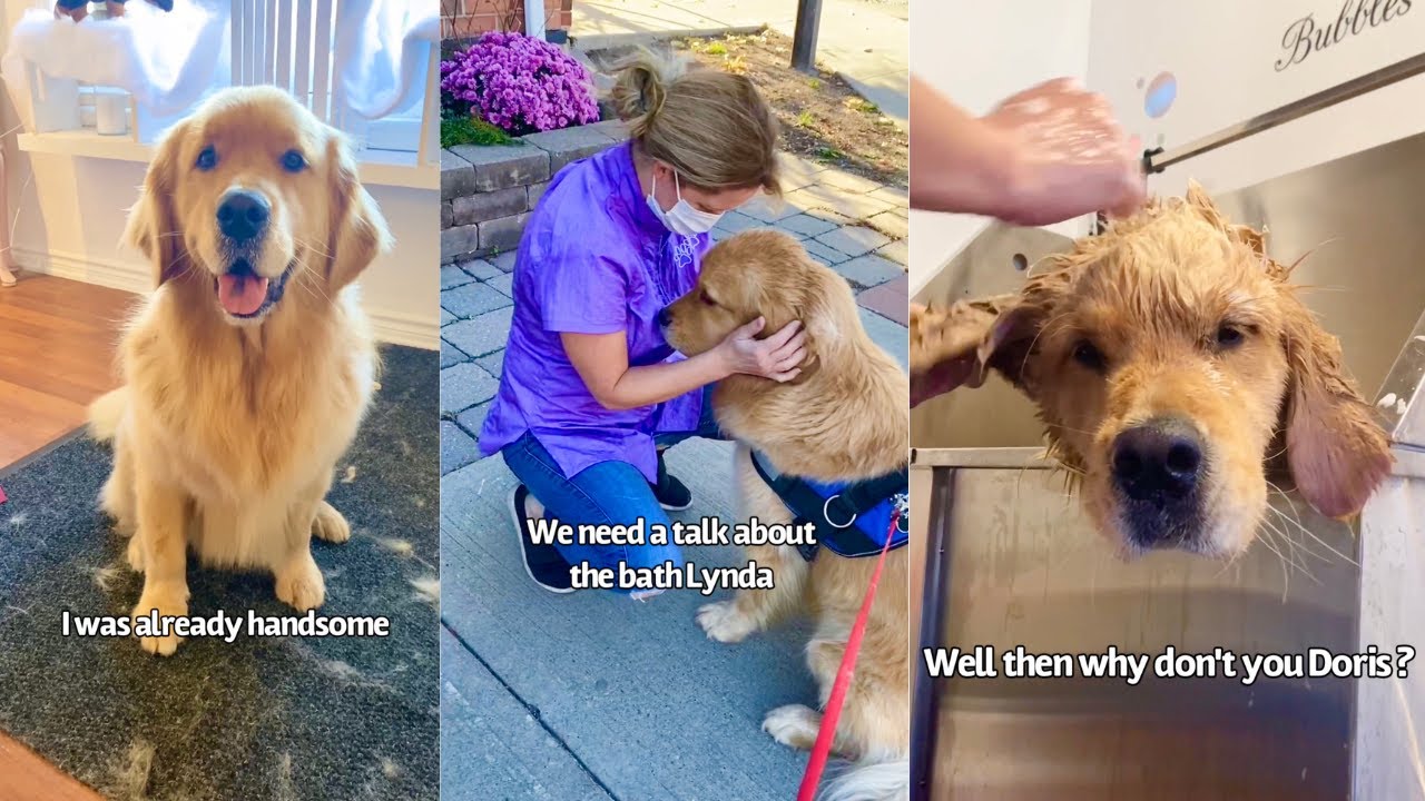Sterling Gets A Groom..Golden Retriever Dog Resists Bath