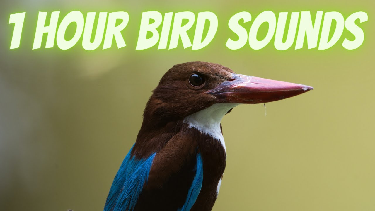 1 Hour Birdsong Music | One Hour of Relaxing Bird Sounds | Nature Sounds | Relaxing Bird Sounds 1 hr
