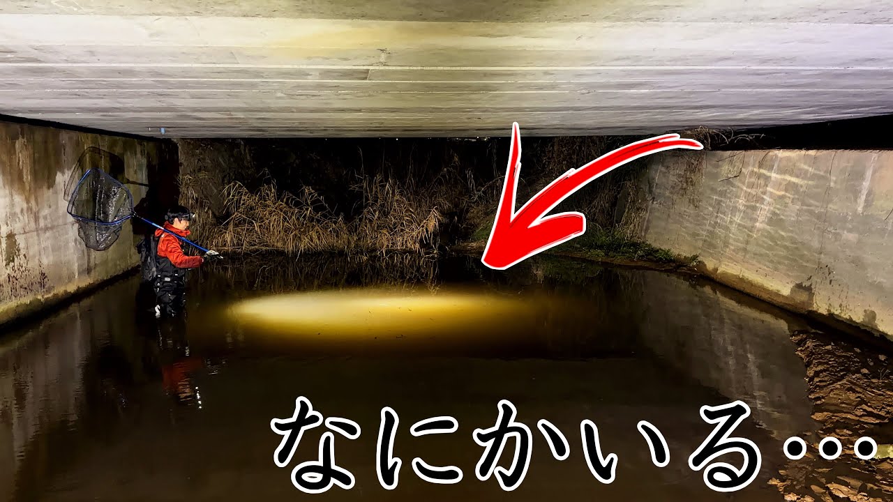 琵琶湖に生息している幻の外来種を探しに行ったら予想外の結果に…