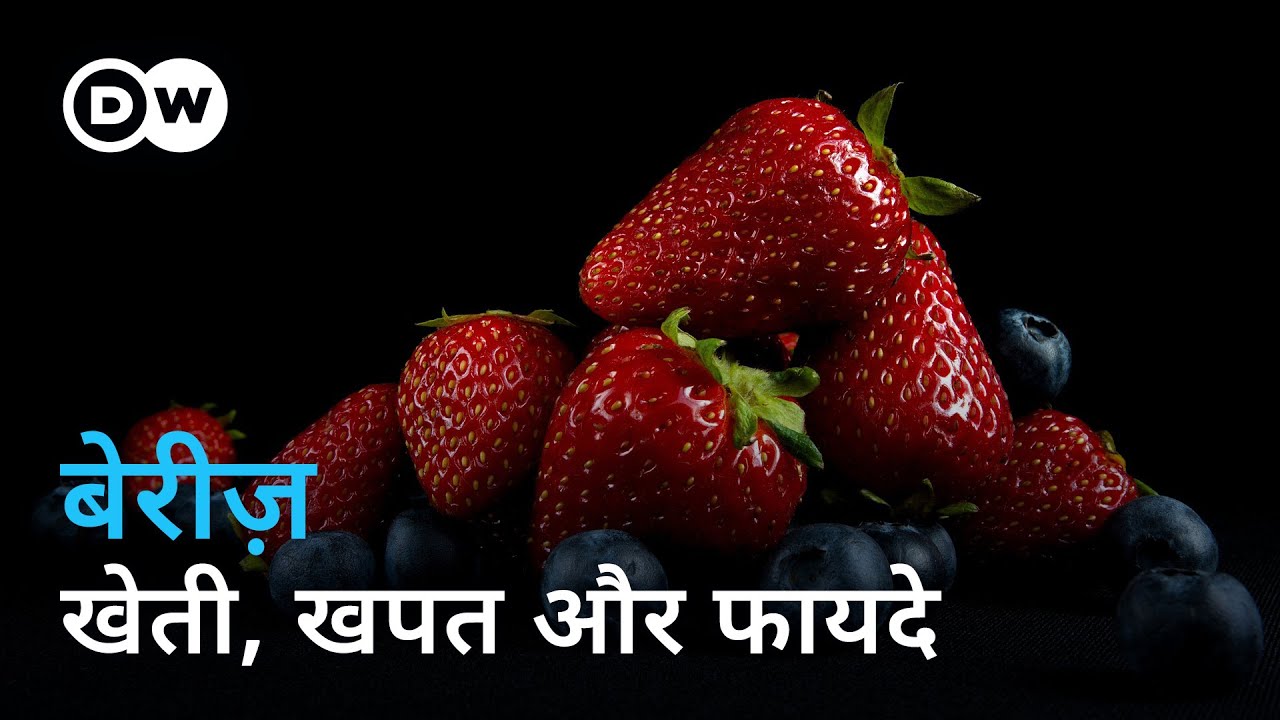 देश की बेरी अच्छी होती हैं या विदेशों से आने वाली? | [Superfood Berries] | DW Documentary हिन्दी