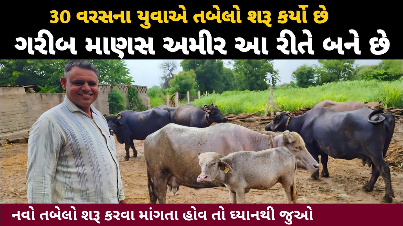 ટોપ ક્લાસ દુધારું બન્ની ભેંસો ખરીદી છે, જુઓ ધ્યાનથી. Banni Buffalo in BanasKantha