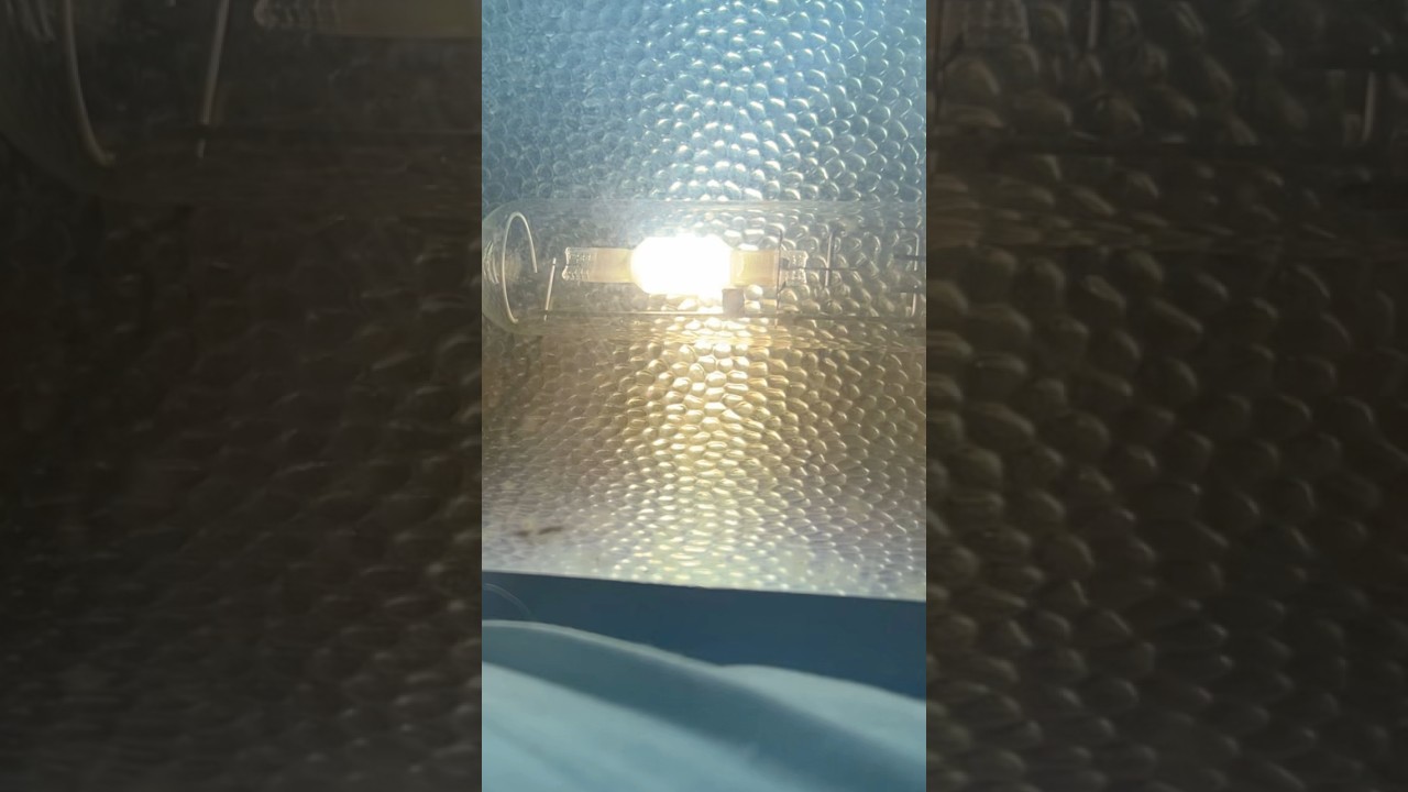 250w Ceramic metal halide warm up Timelapse 🥰🥰