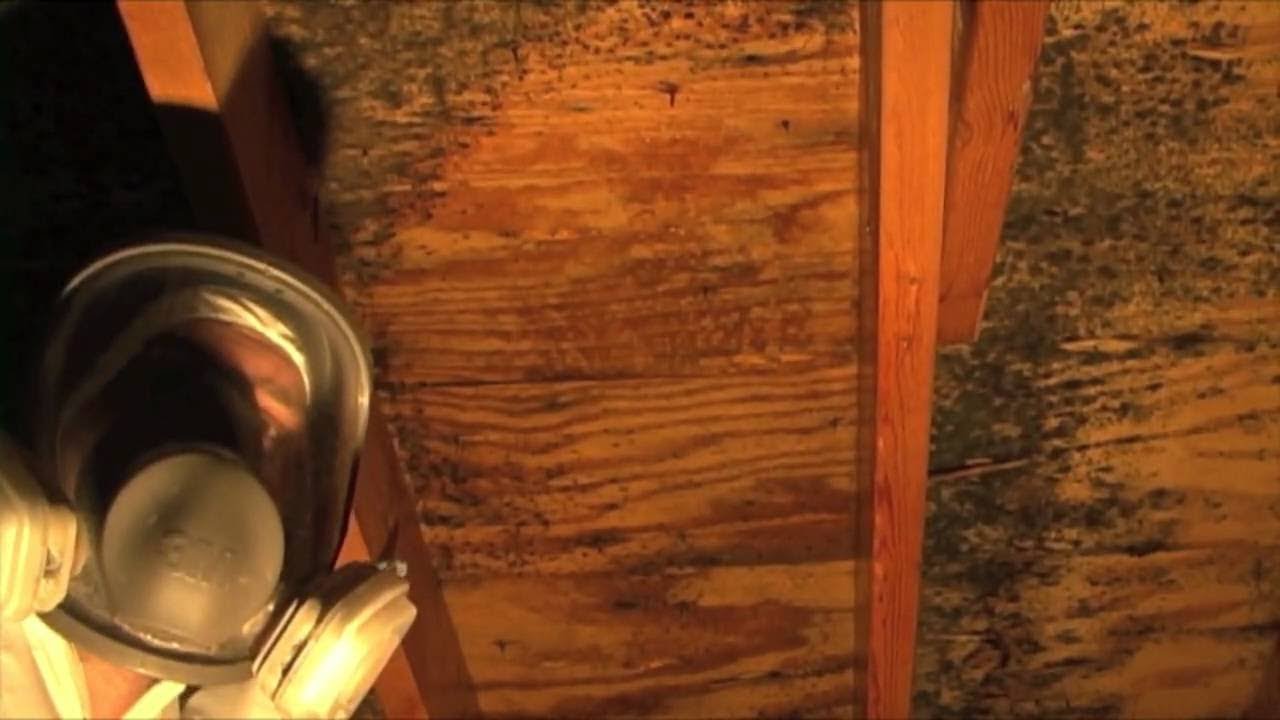 Attic Mold Removal In Wesley Chapel FL 813-993-0433 TampaBayMold.net