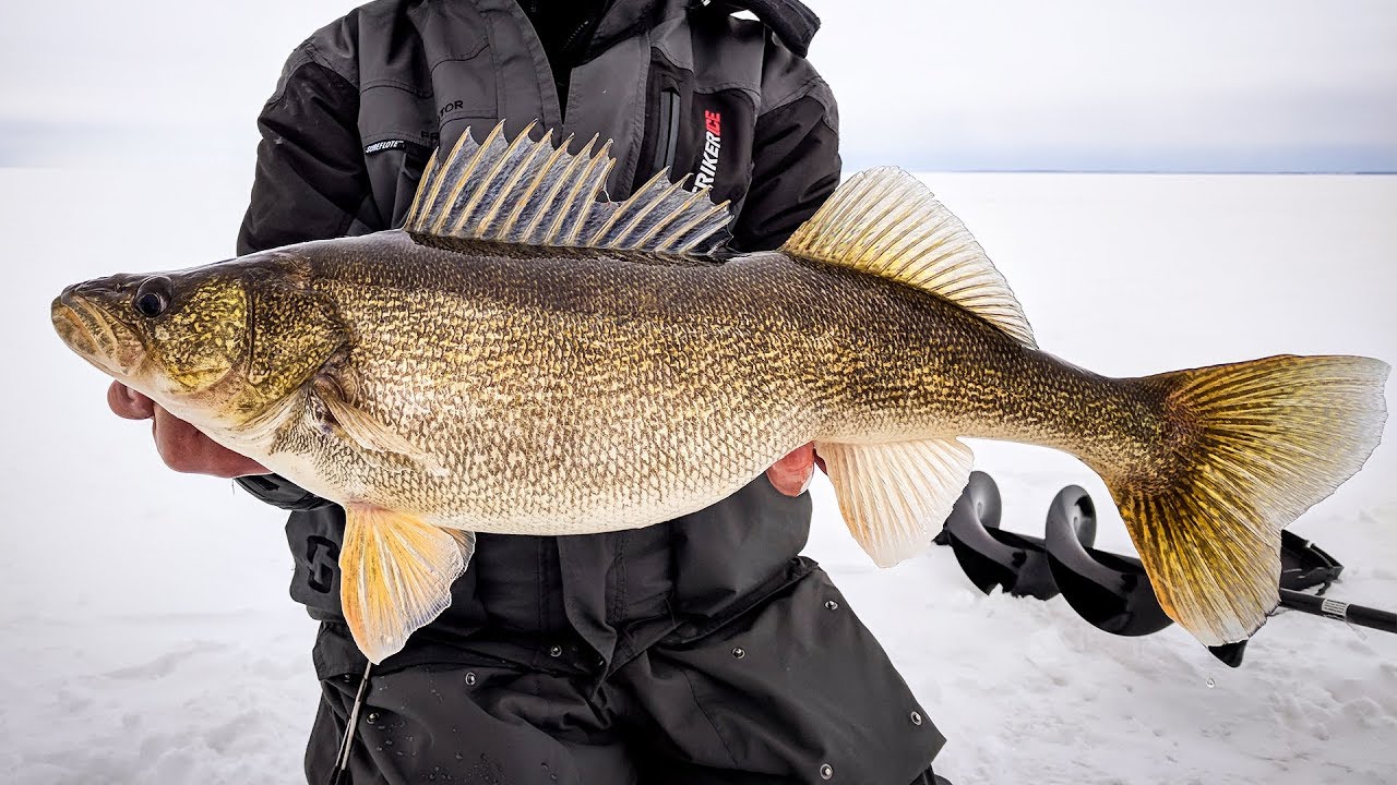 Unexpected techniques to land Monster Green Bay Walleye - In-Depth Outdoors TV Season 12, Episode 15