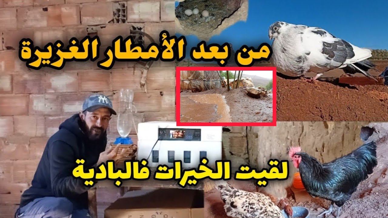 مفاجئة 😲 مع الدجاجات 🐓 لي شريت من السوق لم اتوقع هذا معهم