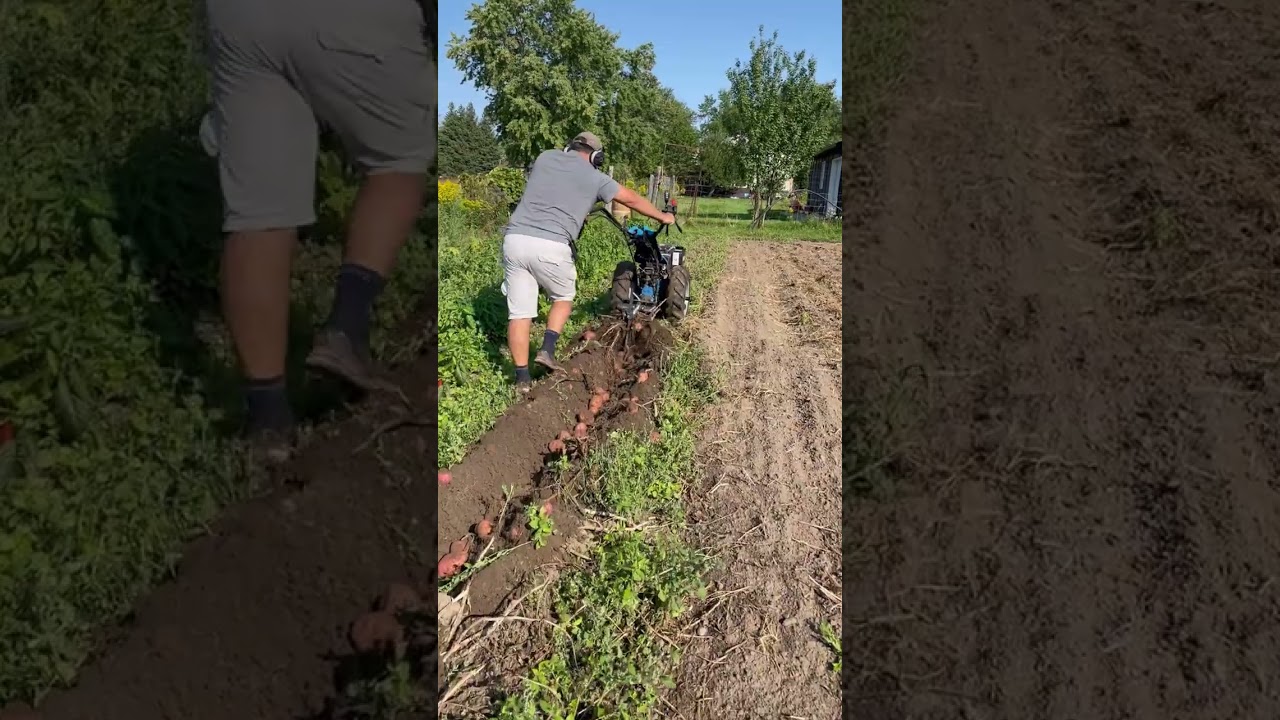 2022 Potato Harvest with my BCS 853 diesel