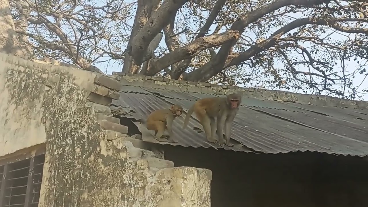 My mini blog  20 🐒🌴🥰 #monkey #monkeyvideo #funny
