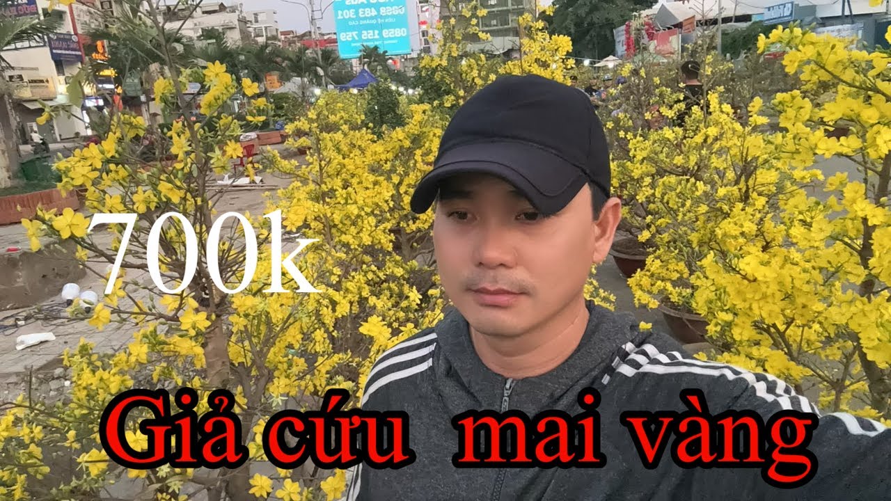 Giải cứu Mai vàng 700k