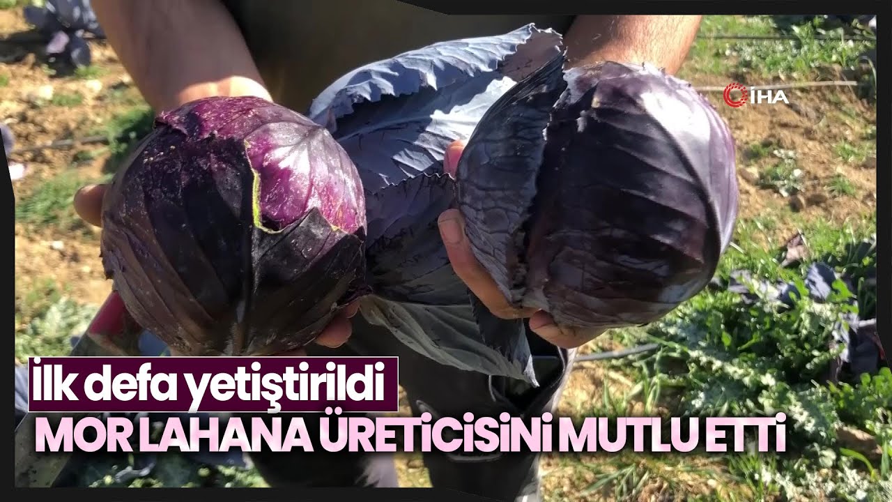 Mardin’de Çiftçiler Keçi Gübresiyle İlk Defa Mor Lahana Yetiştirdi