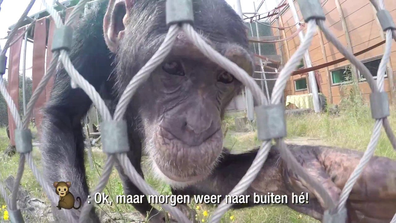 Het Buitenleven - AFLEVERING #6 Marria vlogt - Stichting AAP