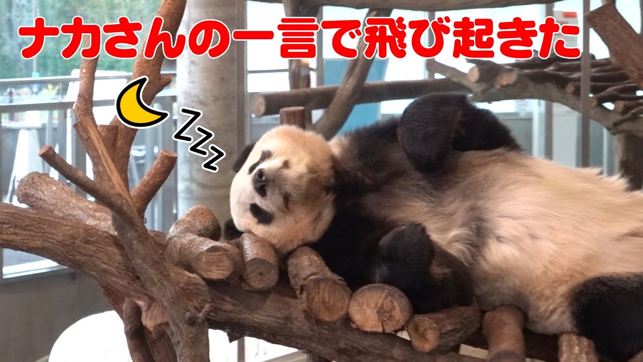🐼パンダ楓浜が飛び起きた！ナカさんの最強一撃に感動👏