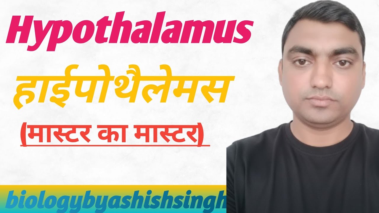 Hypothalamus. हाइपोथैलेमस 
