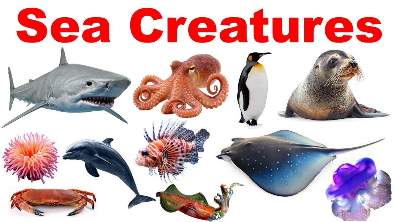 Learn water animal Fast | Types of 50 ocean creatures with Pictures | water animals #seaanimals